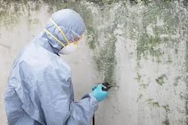 Why You Should Choose Our Mold Remediation Services in Ladysmith, WI